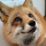 Ли Сяо / Alice the Fox