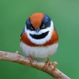 Birds Pictures