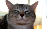 Мемы про котов