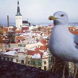 Work in Estonia_на русском