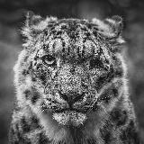 Real Nature