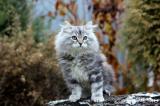 Мир кошек