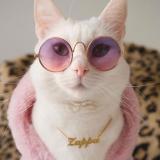 Язык для котеек💞✨