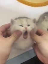 жветный пикчанский
