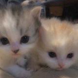 милые котики^^