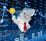 Rocket Shark