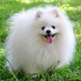 Собачки | Собаки 🐕