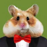 Crypto Hamster