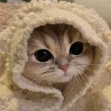 Твой котик